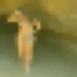 Profil de Zara à Decazeville (38 ans) - rencontre coquine discret